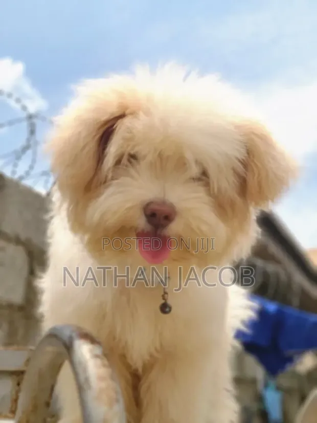 Purebred Lhasa Apso Puppy - 3-6 Months Male - 1