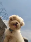 Purebred Lhasa Apso Puppy - 3-6 Months Male - 2