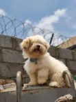 Purebred Lhasa Apso Puppy - 3-6 Months Male - 3
