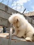 Purebred Lhasa Apso Puppy - 3-6 Months Male - 4