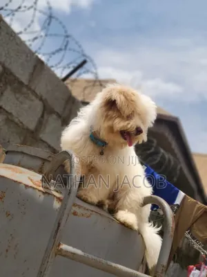 Purebred Lhasa Apso Puppy - 3-6 Months Male