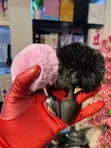 Rabbit Fur Butt Plug - 5