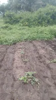 Nathyk Agricultural Consultant Farmland for Sale, Osogbo - 1