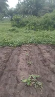 Nathyk Agricultural Consultant Farmland for Sale, Osogbo - 2