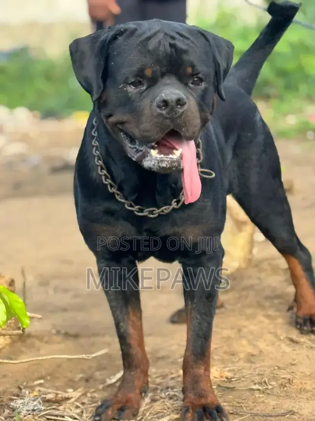 Rottweiler Mai Tsarki Namiji, Sama da Shekara 1 - 1