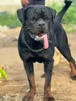 Rottweiler Mai Tsarki Namiji, Sama da Shekara 1 - 1