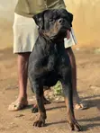 Rottweiler Mai Tsarki Namiji, Sama da Shekara 1 - 2