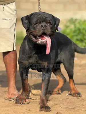 Rottweiler Mai Tsarki Namiji, Sama da Shekara 1