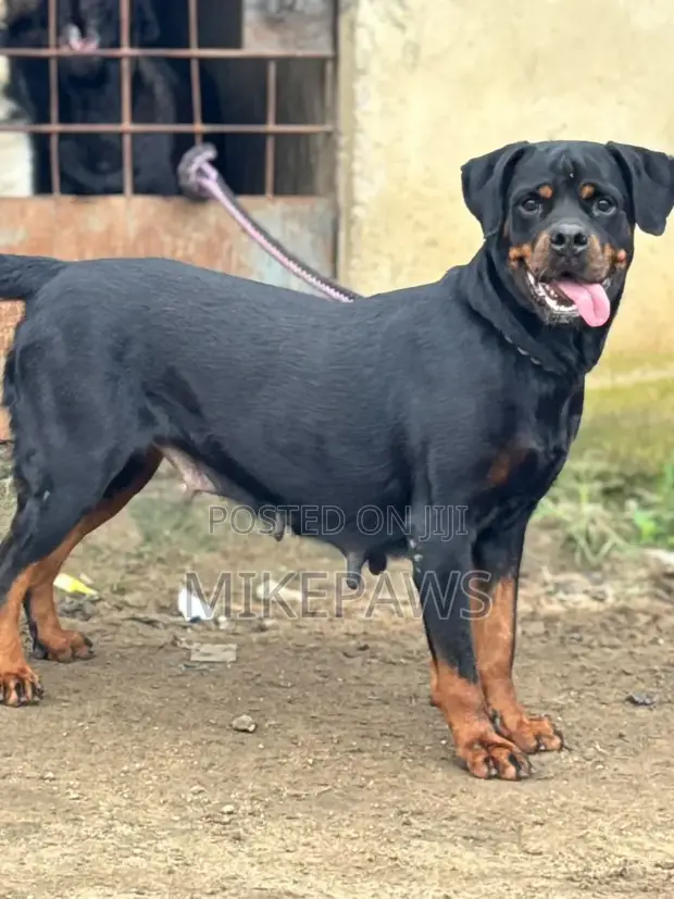 Rottweiler Mace Mai Shekaru 1+ Kyakkyawa - 1
