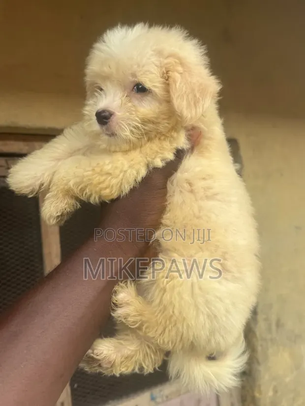 Female Lhasa Apso Puppy, 1-3 Months Old - 1