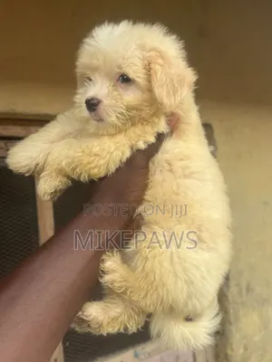 Female Lhasa Apso Puppy, 1-3 Months Old