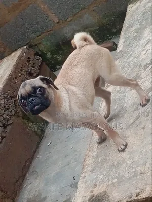 Bakin Pug Mai Tsarki, Namiji Mai Sama Da Shekara 1