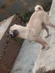 Bakin Pug Mai Tsarki, Namiji Mai Sama Da Shekara 1 - 2