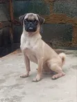 Bakin Pug Mai Tsarki, Namiji Mai Sama Da Shekara 1 - 3