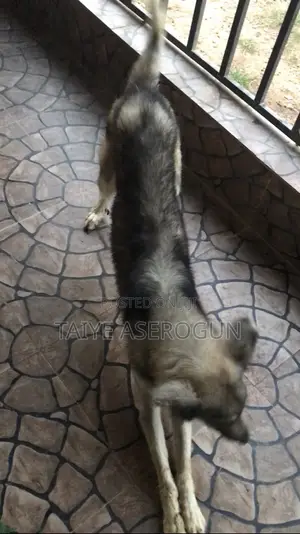 Purebred German Shepherd, 4 Years Old
