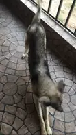 Purebred German Shepherd, 4 Years Old - 3