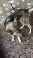 Purebred German Shepherd, 4 Years Old - 4