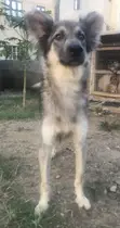 Purebred German Shepherd, 4 Years Old - 5