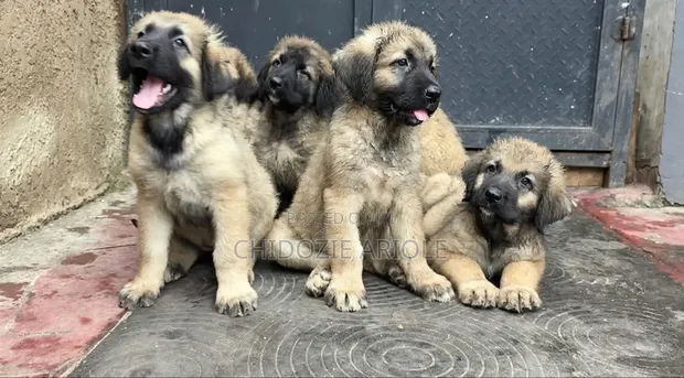 Female Purebred Caucasian Shepherd Puppy (1-3 Months) - 1