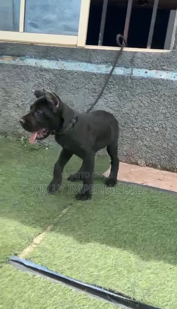 Zuriya Cane Corso Gundali - Wata 1-3 Namiji - 1