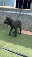 Purebred Cane Corso Puppy - 1-3 Months Male - 1