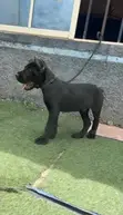 Purebred Cane Corso Puppy - 1-3 Months Male - 2