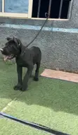Purebred Cane Corso Puppy - 1-3 Months Male - 3