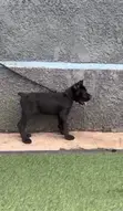 Purebred Cane Corso Puppy - 1-3 Months Male - 4