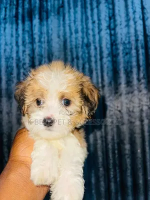 Dan Karamin Kare na Lhasa Apso (0-1 Wata) - Namiji