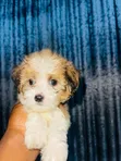 Dan Karamin Kare na Lhasa Apso (0-1 Wata) - Namiji - 1