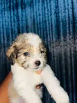 Dan Karamin Kare na Lhasa Apso (0-1 Wata) - Namiji - 2