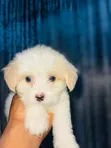 Dan Karamin Kare na Lhasa Apso (0-1 Wata) - Namiji - 3