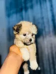 Dan Karamin Kare na Lhasa Apso (0-1 Wata) - Namiji - 4