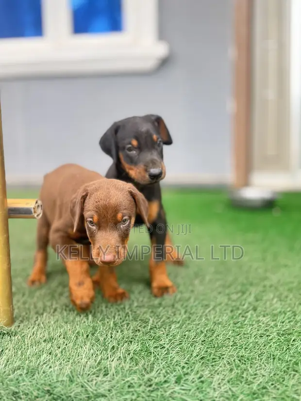 Zuriya Mace Doberman Pinscher Yarinya (1-3 Watan) - 1