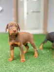 Zuriya Mace Doberman Pinscher Yarinya (1-3 Watan) - 2