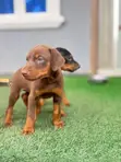 Zuriya Mace Doberman Pinscher Yarinya (1-3 Watan) - 3