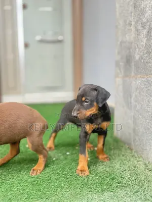 Zuriya Mace Doberman Pinscher Yarinya (1-3 Watan)