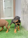 Zuriya Mace Doberman Pinscher Yarinya (1-3 Watan) - 4
