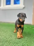 Zuriya Mace Doberman Pinscher Yarinya (1-3 Watan) - 5
