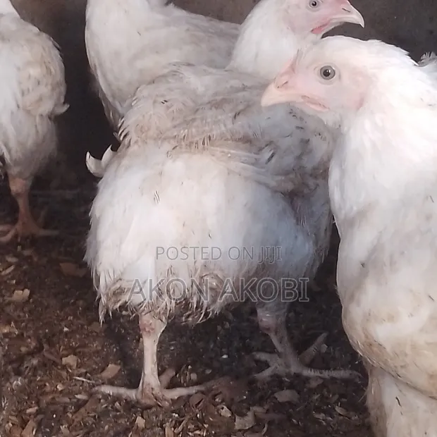Buchflame Kaji na Gaskiya na Organic don Siyarwa da Rarrabawa - 1