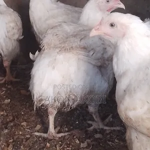 Buchflame Kaji na Gaskiya na Organic don Siyarwa da Rarrabawa