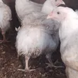 Buchflame Kaji na Gaskiya na Organic don Siyarwa da Rarrabawa - 1