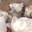 Buchflame Kaji na Gaskiya na Organic don Siyarwa da Rarrabawa - 2