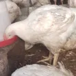 Buchflame Kaji na Gaskiya na Organic don Siyarwa da Rarrabawa - 3