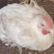 Buchflame Kaji na Gaskiya na Organic don Siyarwa da Rarrabawa - 4
