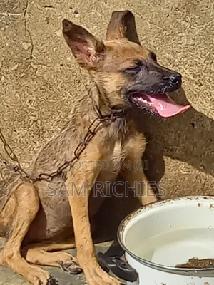 1-3 Month Female Purebred German Shepherd Puppy