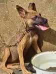 Zakin Bashin Mace Mai Kyau na German Shepherd - 1