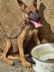 Zakin Bashin Mace Mai Kyau na German Shepherd - 2