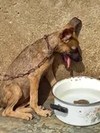 Zakin Bashin Mace Mai Kyau na German Shepherd - 3