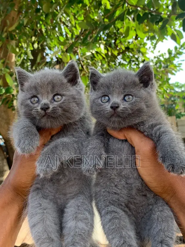 Kare-karen British Shorthair - Watan 1-3 - 1